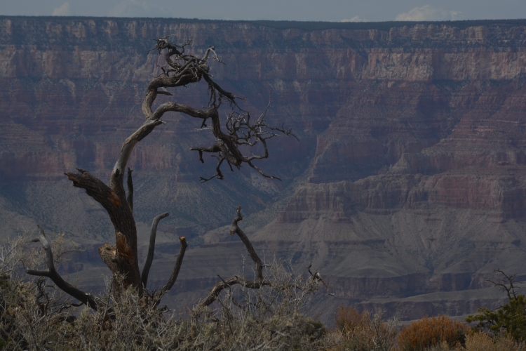 grand canyon south rim